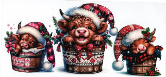 Cute Highland Cow